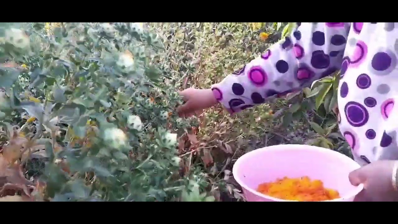 شاركت معاكم جَنْيِّ العصفر وما فوائده