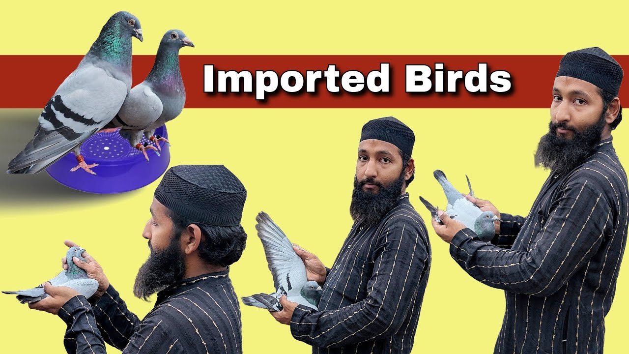 Imported Homer Pigeons in Delhi! 🔥 Rare Colours & Stunning Breeds | Mr. Amir’s Loft Tour 🇮🇳🕊️