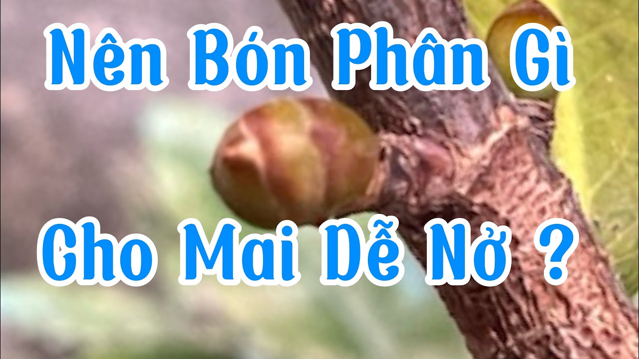 Bón Phân Nào Cho Mai Dễ Nở ? 
