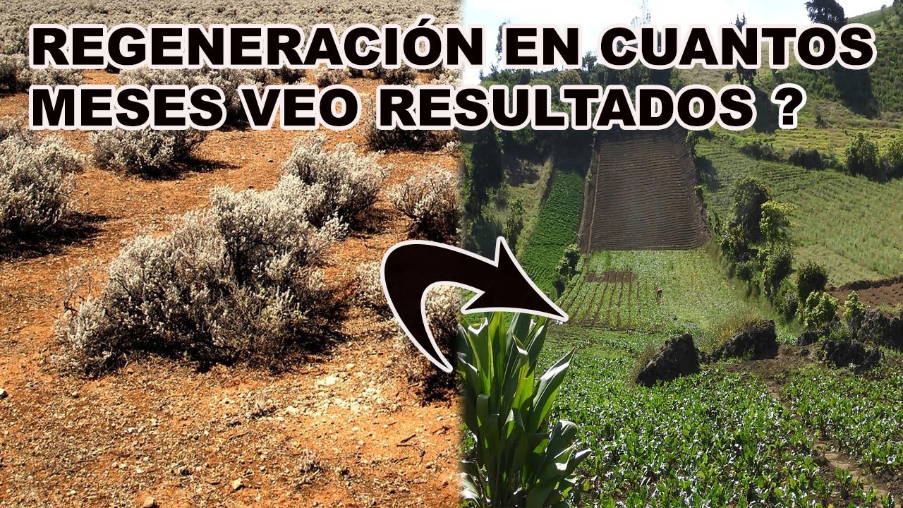 RECUPERACIÓN  DE SUELOS DEGRADADOS / DEGRADACIÓN DEL SUELO