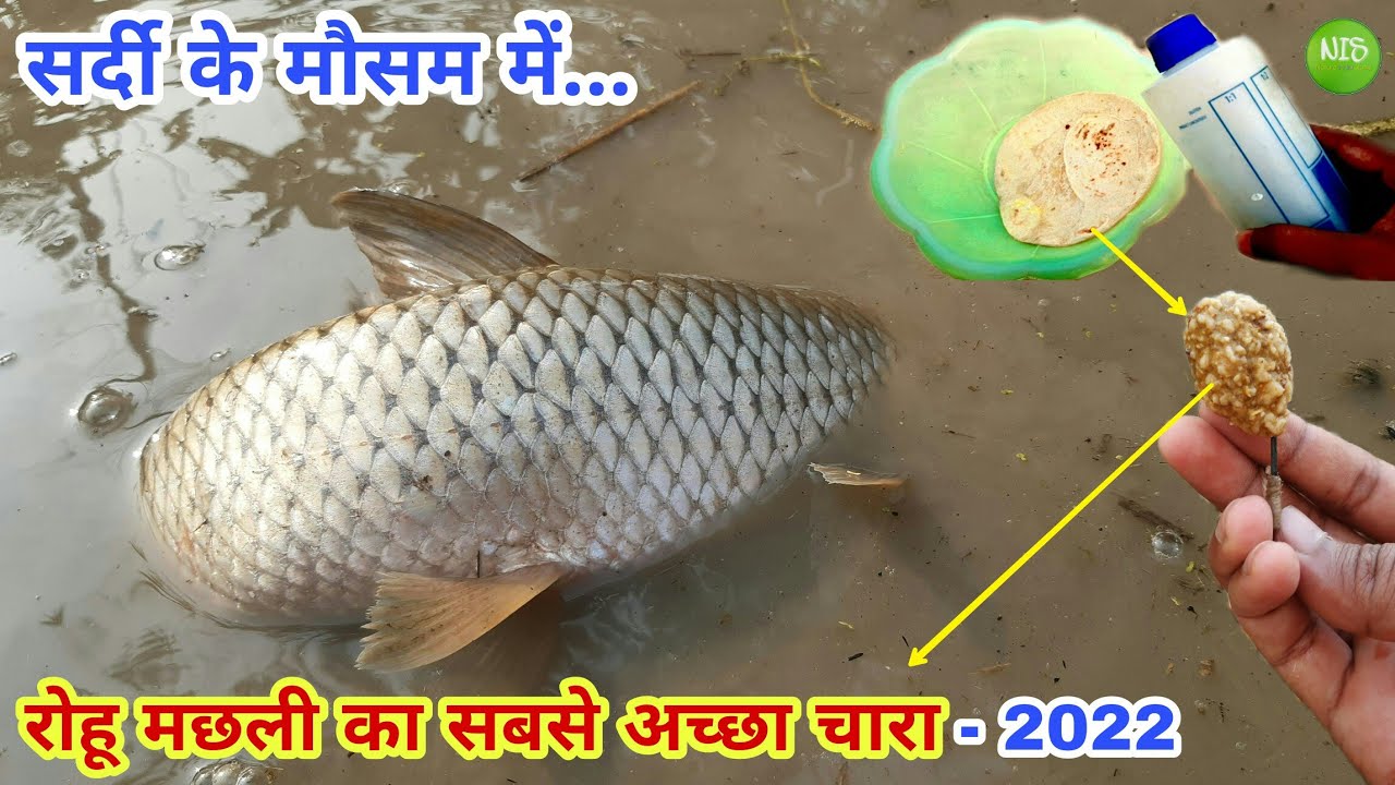 सर्दी के मौसम में रोहू मछली का सबसे खास चारा - Rohu machhli fishing bait in Winter Season