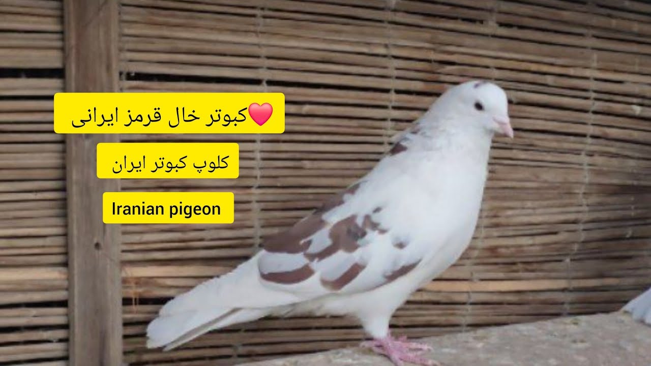 ❤️گزارش 2 از کبوتران پشت قرمز آقای یاسر هیودی از شهر ری iranian high flyers pigeon