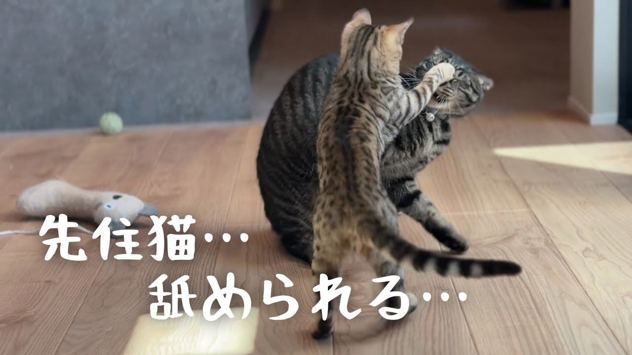 【子ねこと先住猫】先住猫をちょっと舐めてるね？