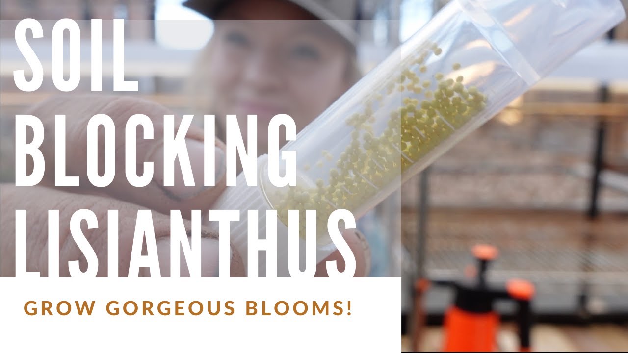 Growing Lisianthus from Seed: Soil Block Starting Guide