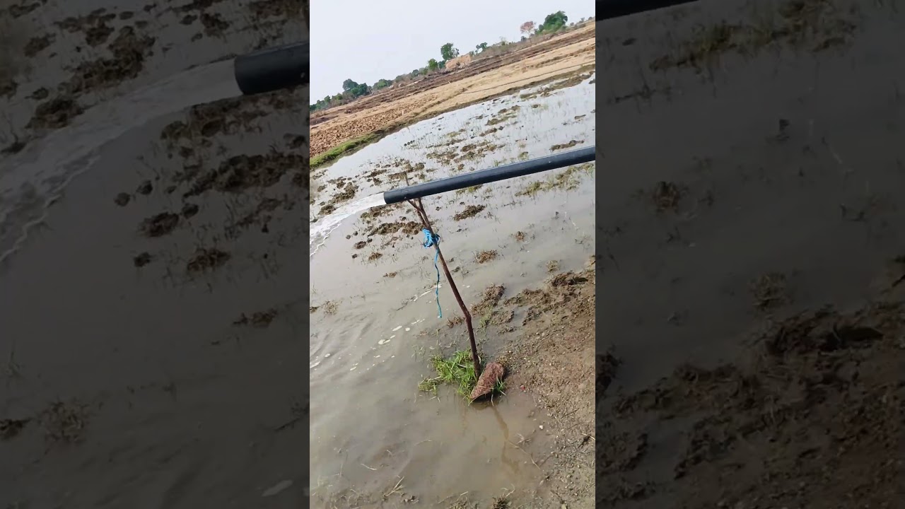 @kavitha_farmer#agriculture#trending video