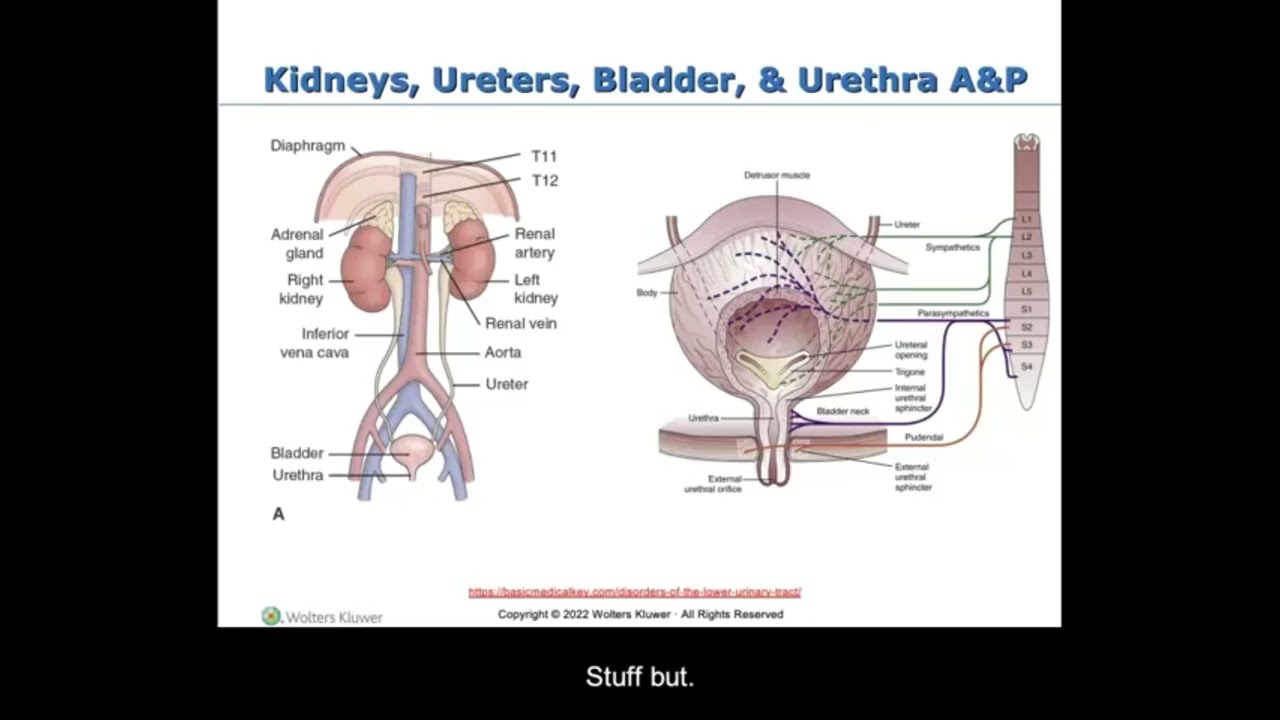 Renal Lecture Part 1 Section 1 INTRODUCTION
