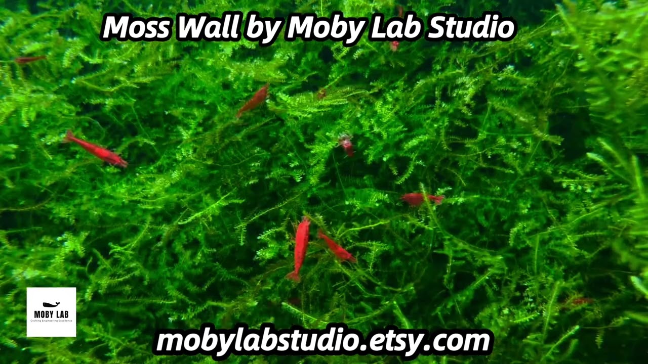 Moss Wall by Moby Lab Studio for Fluval and Juwel aquarium #aquarium #aquascape #aquaristik #shrimp