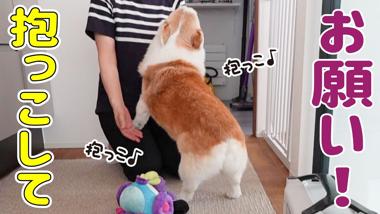 おばあちゃんが遊びに来たら、抱っこをせがんで赤ちゃん返りしちゃうシニアコーギーが可愛い！