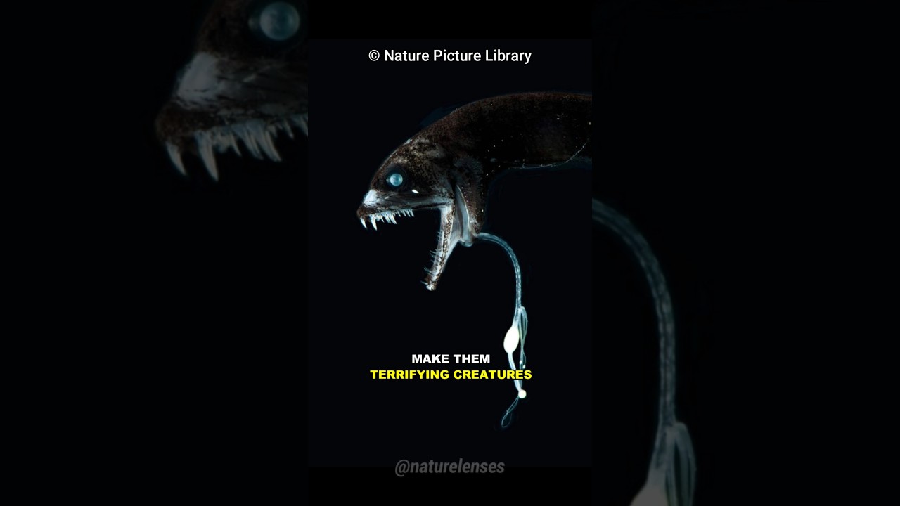 Dragonfish | The Deep-Sea Nightmare