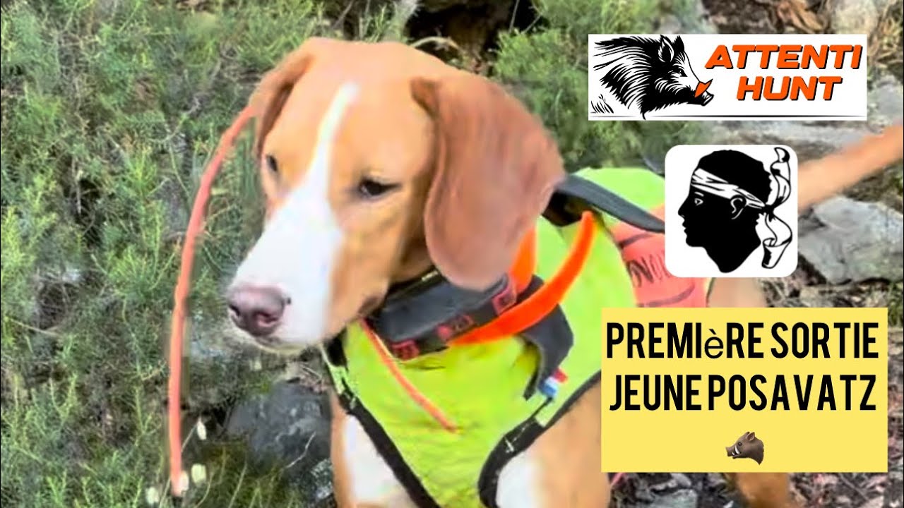 Premier sanglier pour une jeune posavatz de 9 mois🐶🐗 chasse sanglier Corse #hunting #hunt #wildboar