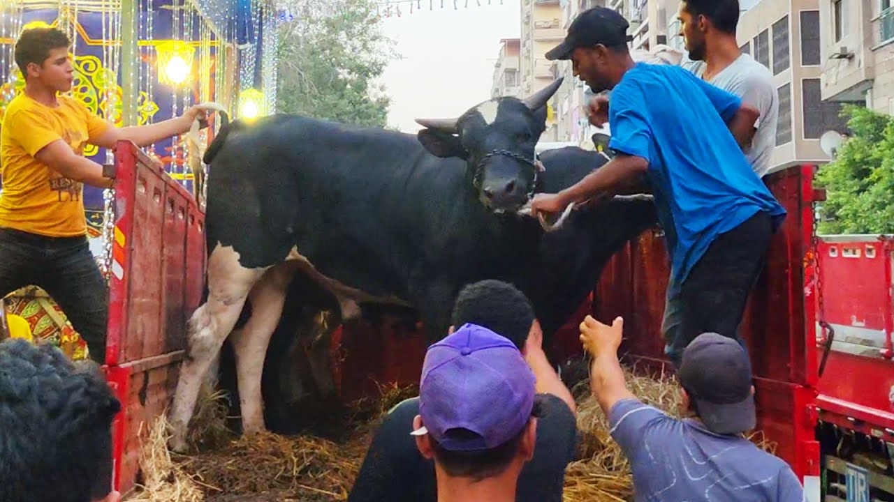 تنزيل جميع أضاحي مشروع كفالة الطفل اليتيم بأمبابة | عيد الأضحى 2023