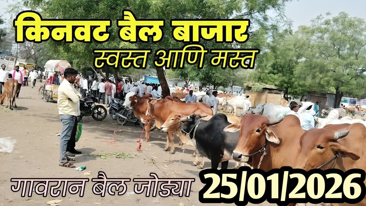Kinvat bail bazar 25/01/2026 | किनवट बैल बाजार २०२६ | गावरान बैल जोडी | बैल बाजार | bail bazar 
