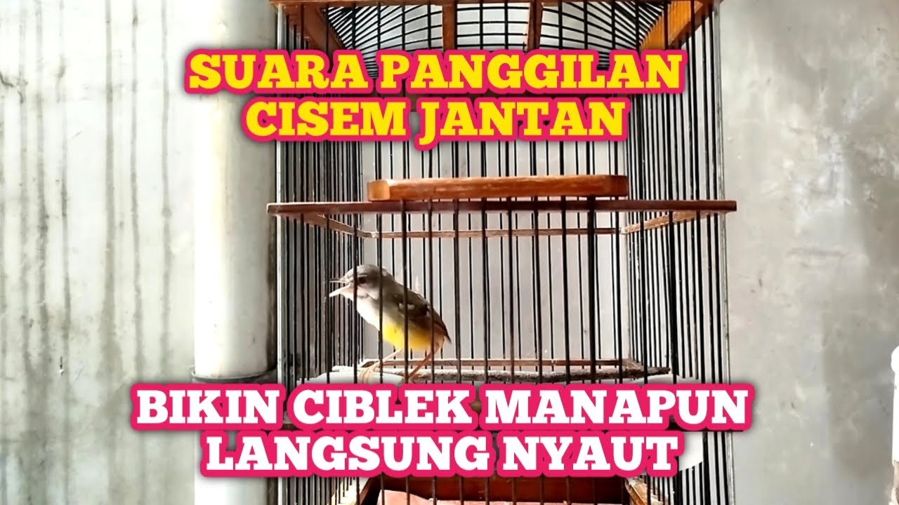 SUARA KHAS CIBLEK KEBUN JANTAN UNTUK PANCINGAN CIBLEK BAHAN DAN OMBYOKAN‼️