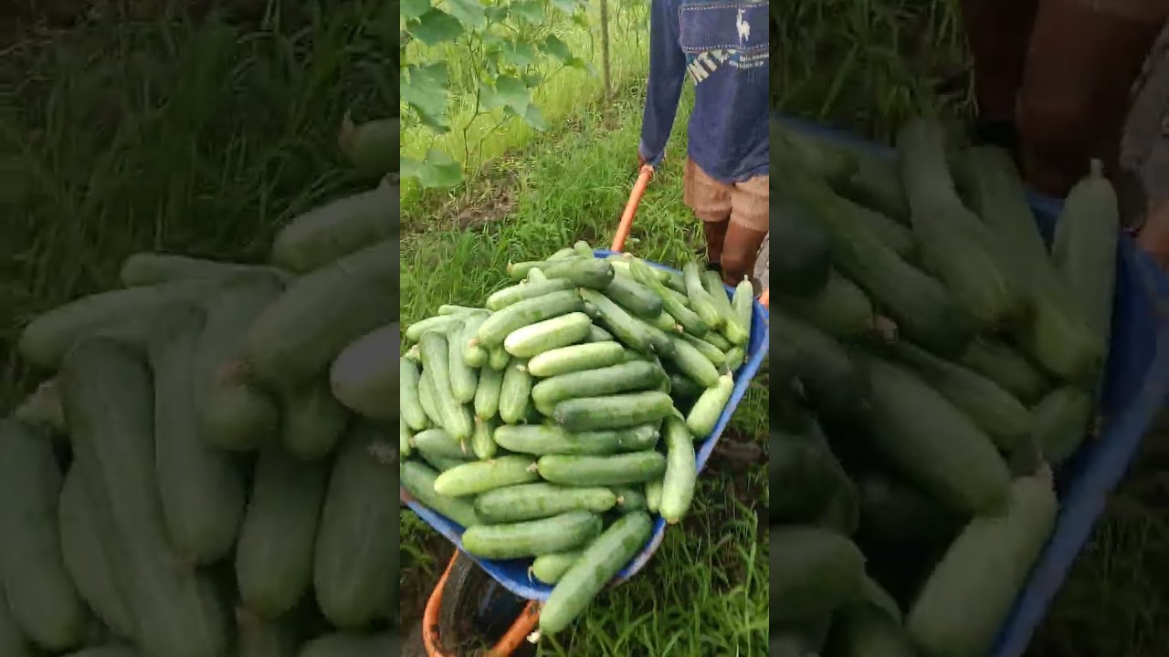 Pipino farming Naman tayo kumikitang kabuhayan. Happy farming sa lahat.