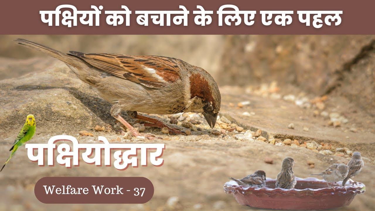 Birds need us this summer | Dera Sacha Sauda