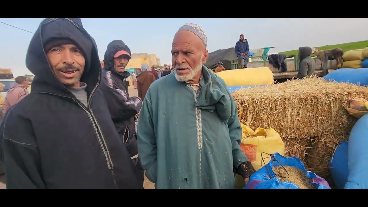 مباشرة من سوق الأسبوعي خميس سيدي حجاج مع تمن اعلاف