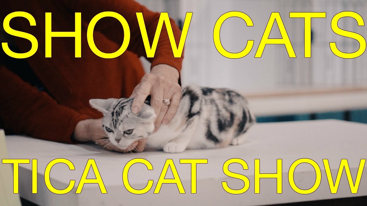 International Cat Show 2017 - TICA Cat Show - The International Cat Association Judging Cats