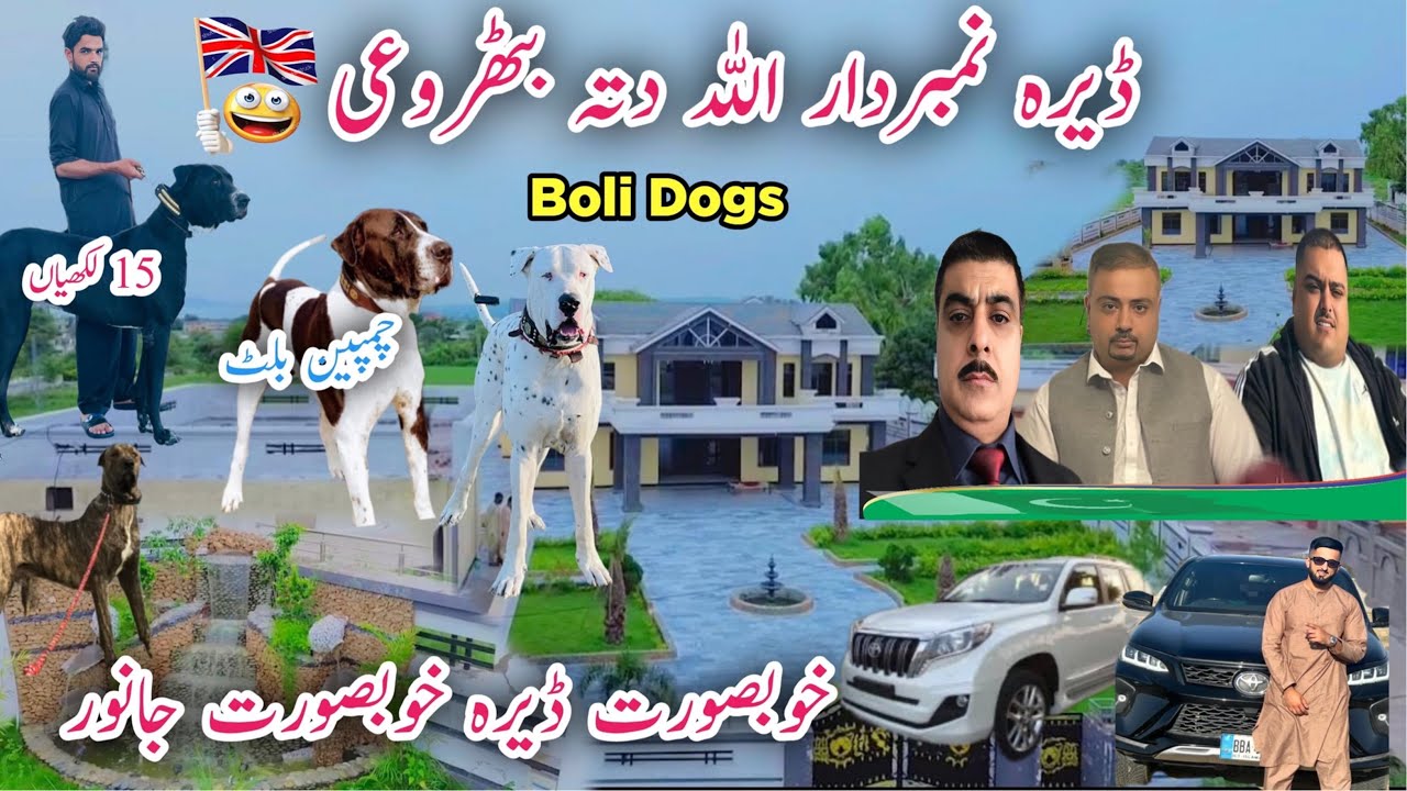 Dera Numberdar Allah Ditta Bathroi Dadyal Azad Kashmir bigg boli Dogs / Faizan official