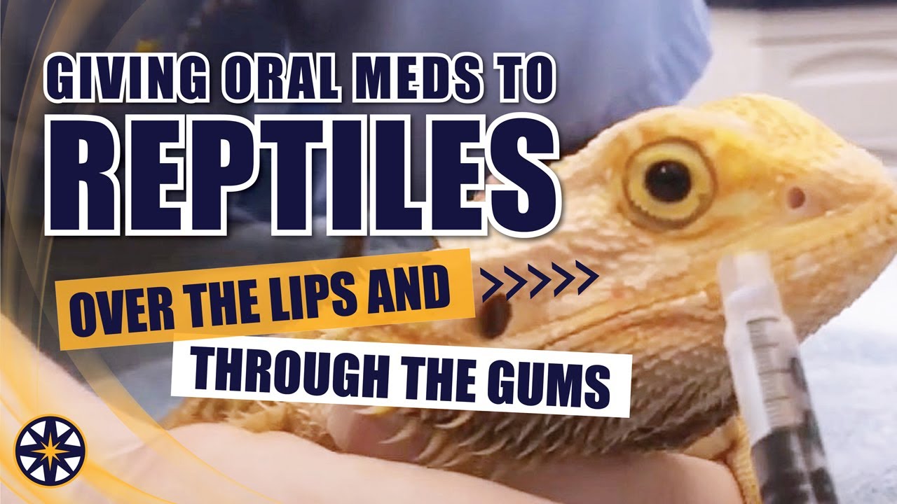 Oral Medications for Reptiles