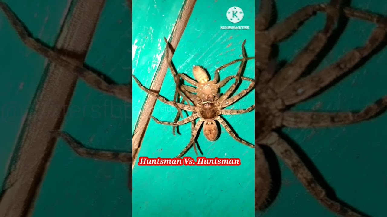 Huntsman Vs.Huntsman 