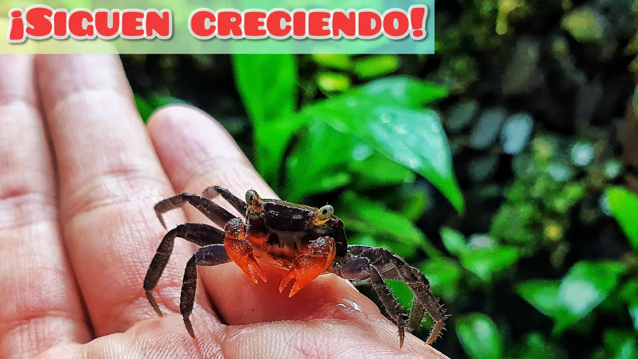 ¡LOS CANGREJITOS PRONTO SERÁN GIGANTES!