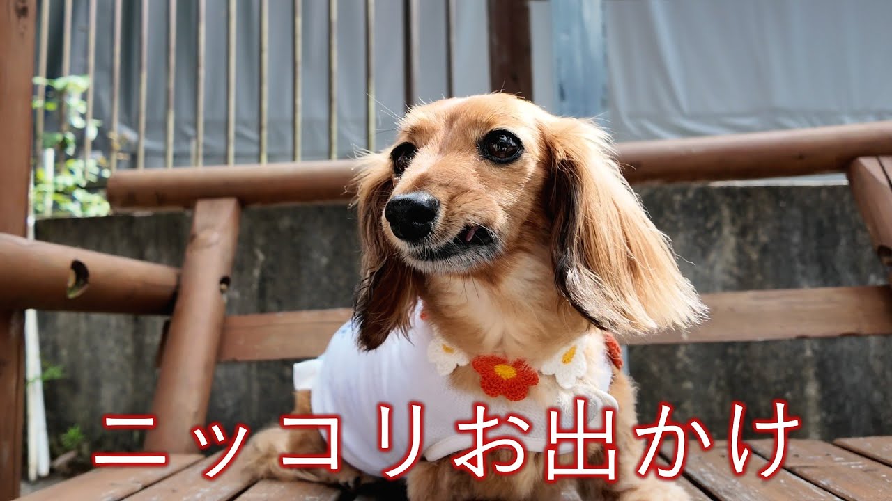 【楽園】暑い夏でも愛犬と楽しめる場所に【カニンヘンダックスえびすの日常】