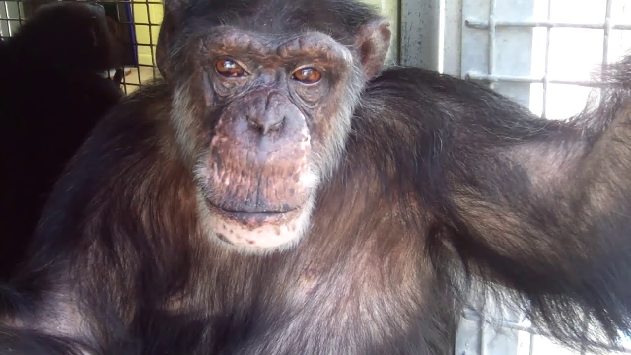 El rescate &eacute;pico de Joe el #chimpanc&eacute;
