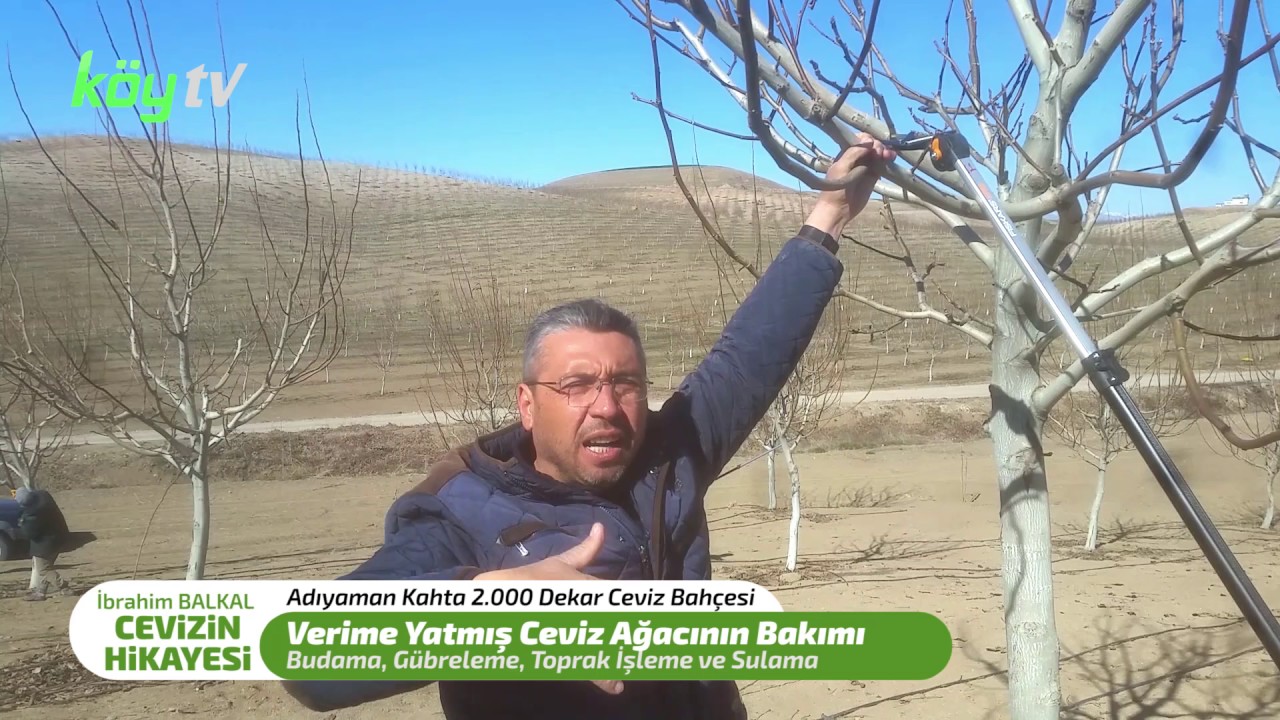 Verime Yatmış Ceviz Ağacının Bakımı Nasıl Yapılır?