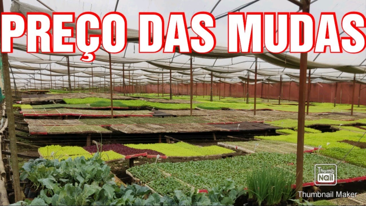 Onde comprar mudas baratas com pre&ccedil;o atualizado