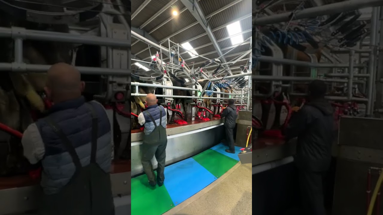 80 Point Rotary Milking Parlour | Lisbeg Farm #dairyfarming  #rotaryparlour  #milkingparlour