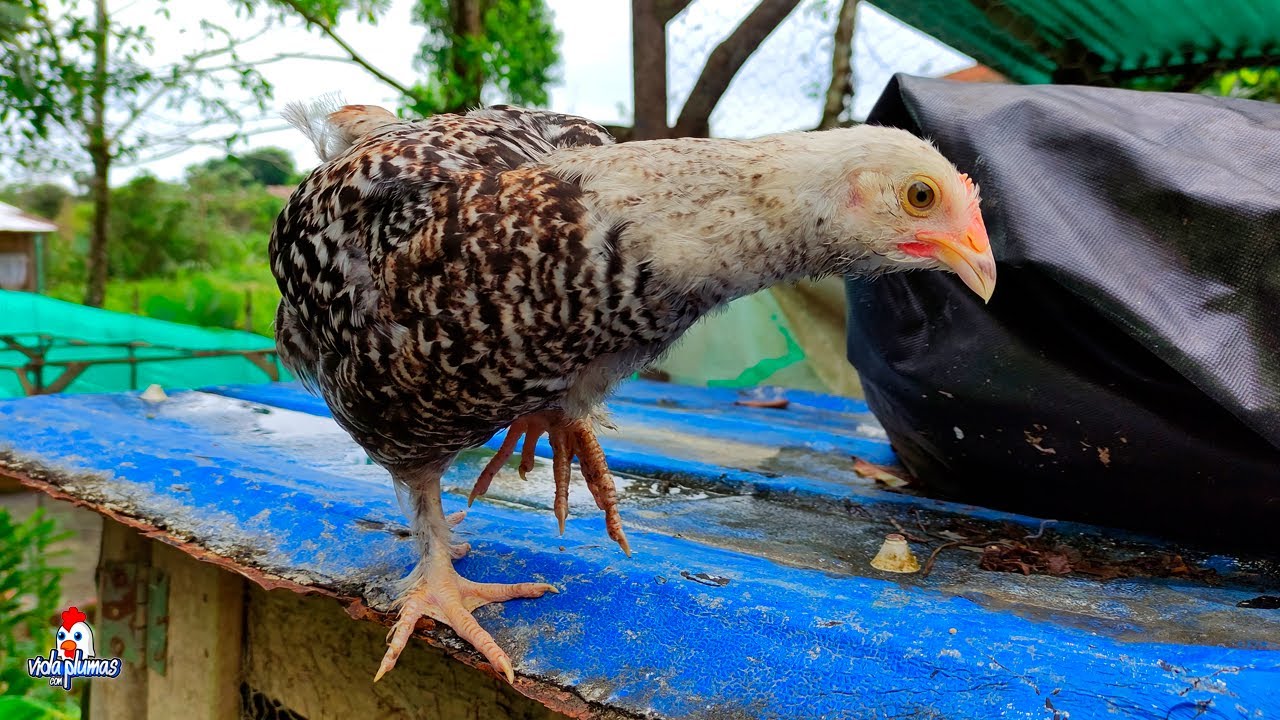 Un Dia en Mi Gallinero #7 - Lo triste de tener animales 😢