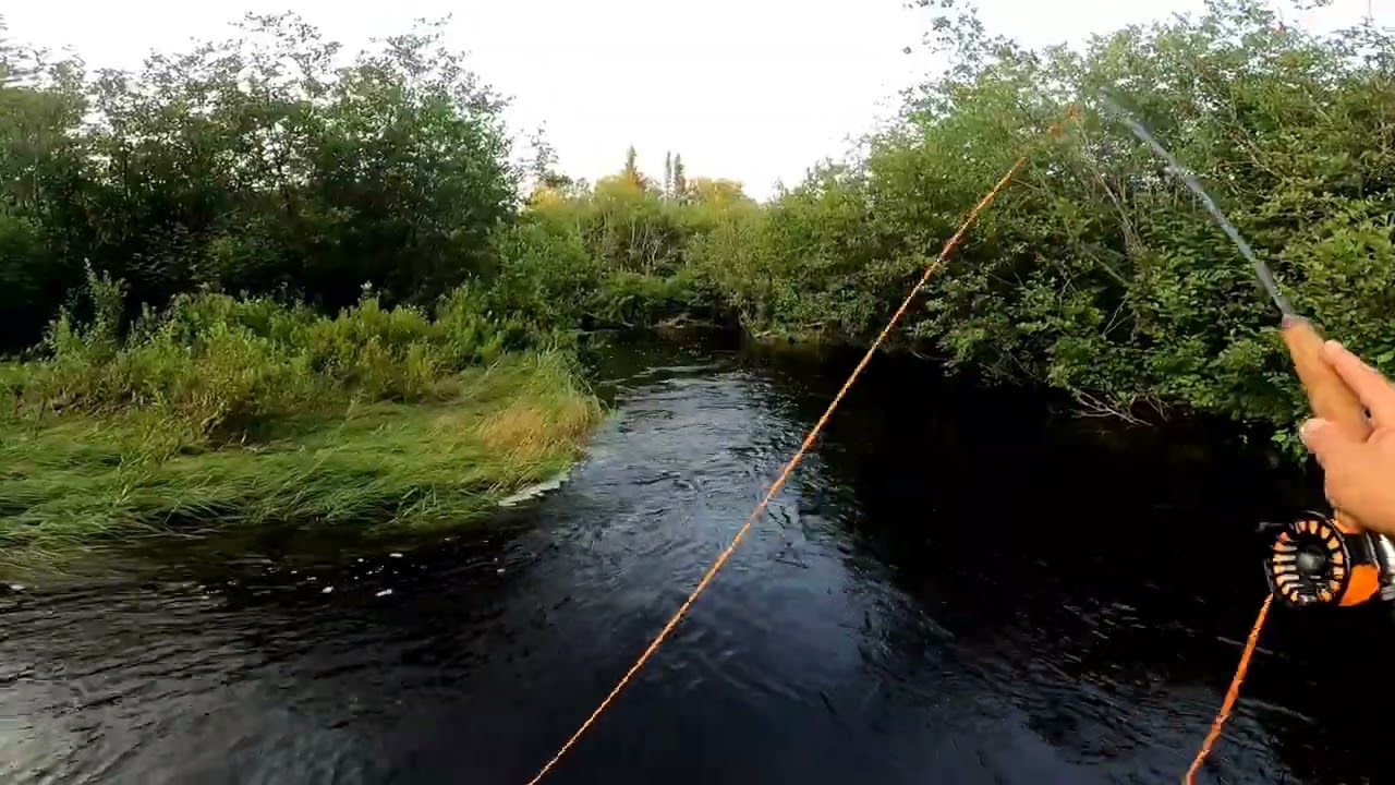 fly fishing small brooks in New Brunswick Canada