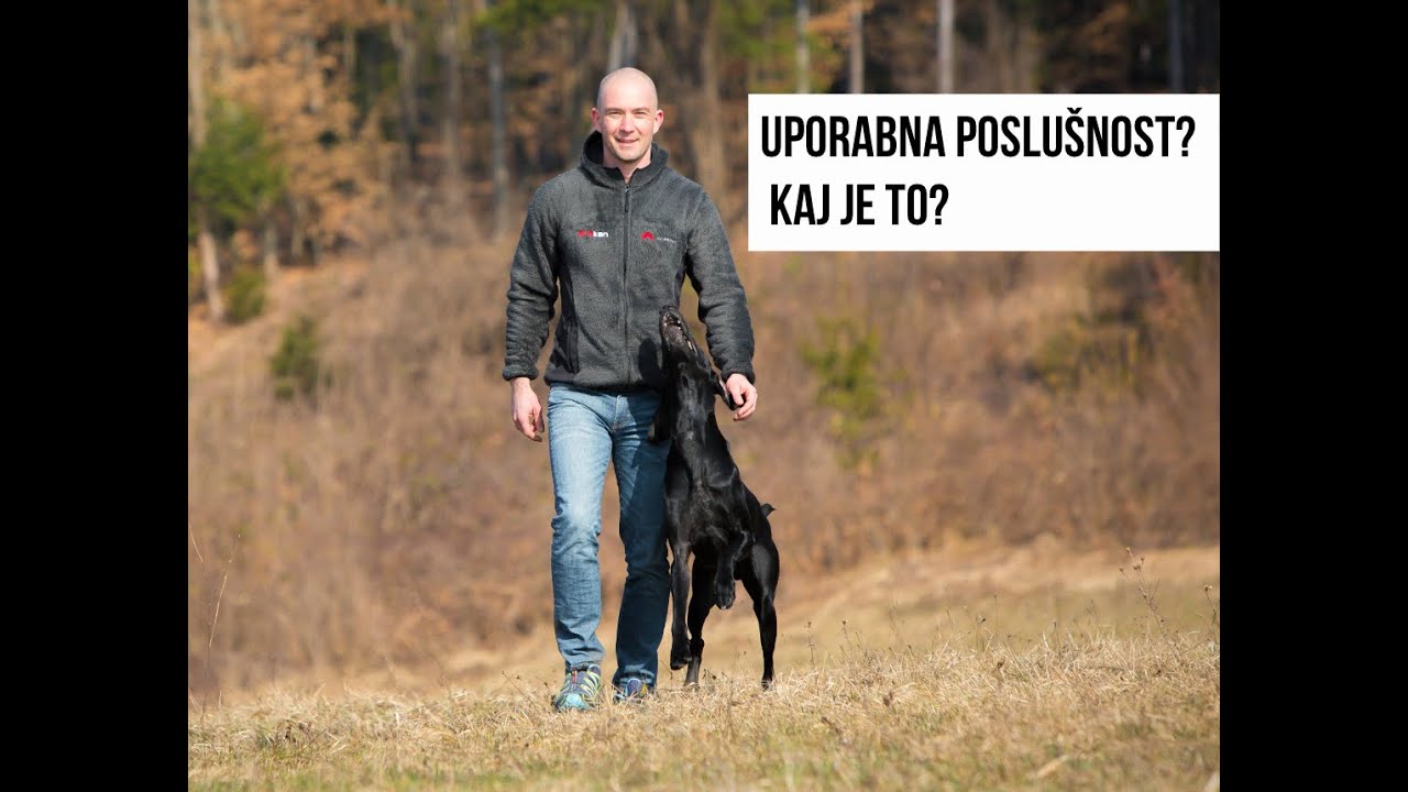 5 vaj UPORABNE poslušnosti | alfakan