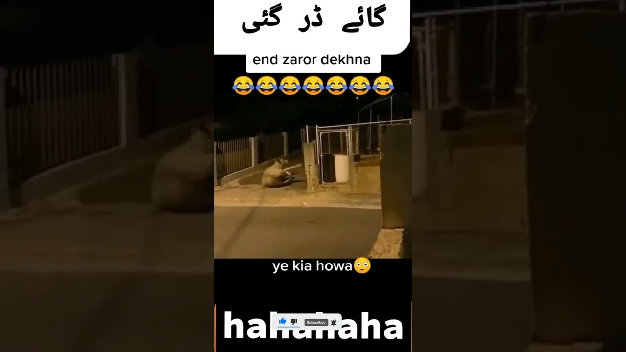 Funny videos - Mrclips