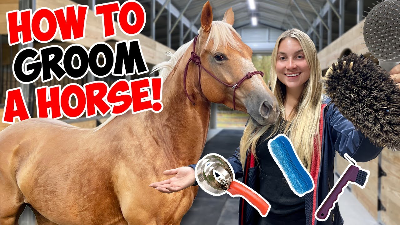 HOW TO GROOM A HORSE! *SATISFYING*