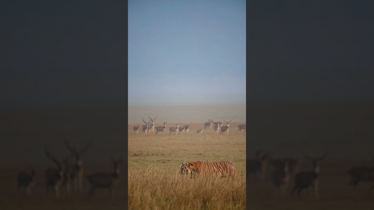 Predator and Prey 
