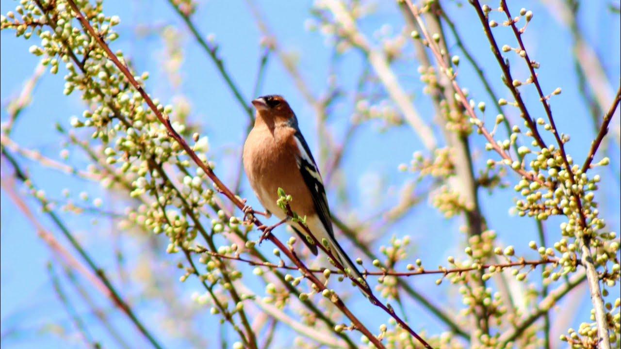 Colorful sparrow#canon #canon250d #birds #naturephotography #nature #peace #spring #sparow #peaceful
