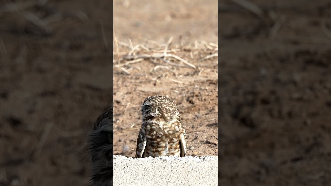 Curious Burrowing Owl🦉