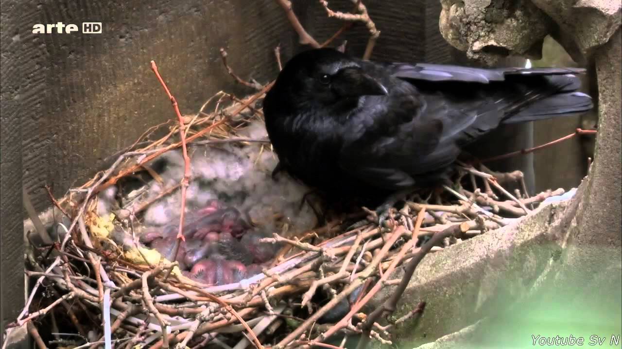 Wildes Köln [Doku-HD]