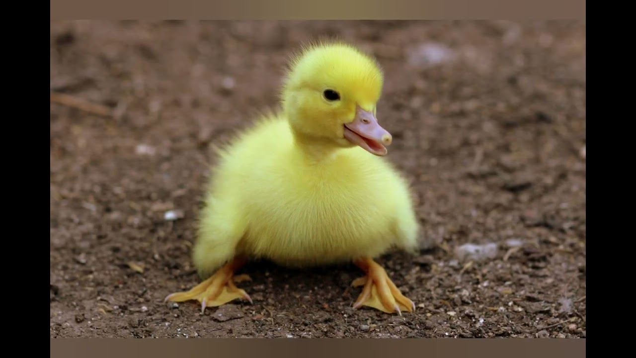 Animals 4k relax / Animaux 4k musique relaxante