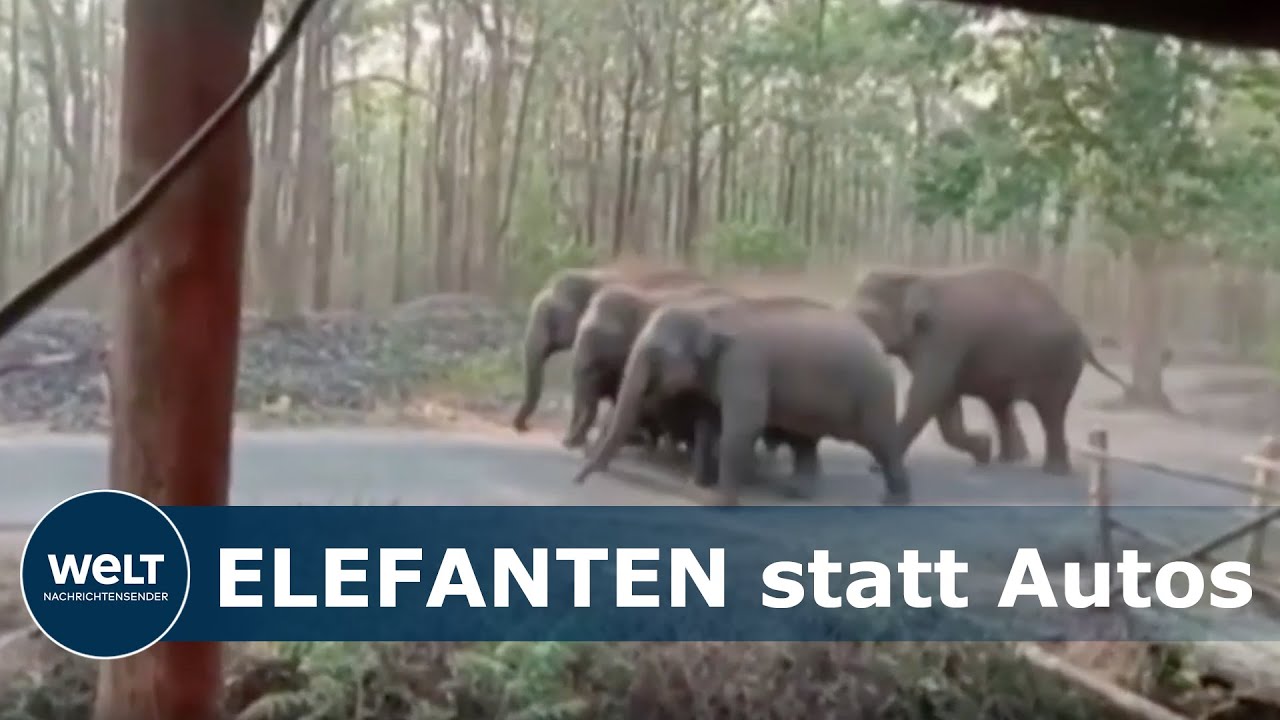 CORONA AUSWIRKUNGEN: Während Menschen Zuhause bleiben, erobern Wildtiere das Land zurück