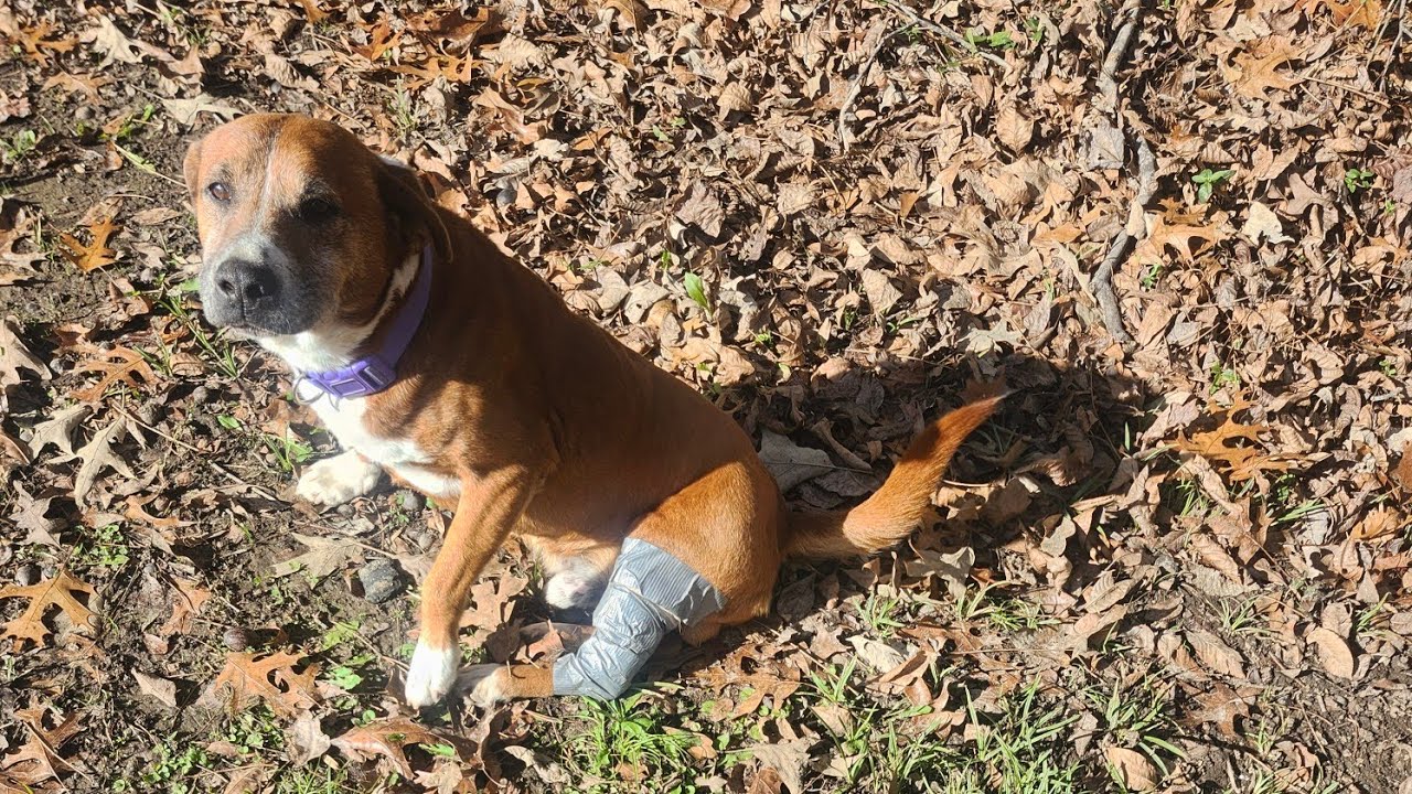 Boaz needs a veterinary professional sent to my location and I am asking for help for him ἔμπροσθεν