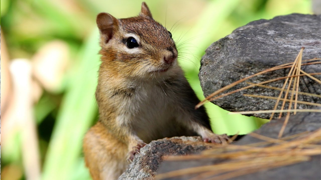 블루제이들 무리속을 뚫고 달려와 먹이를 챙겨가는 다람쥐 Chipmunk Is Running Through The BlueJays To Get Food