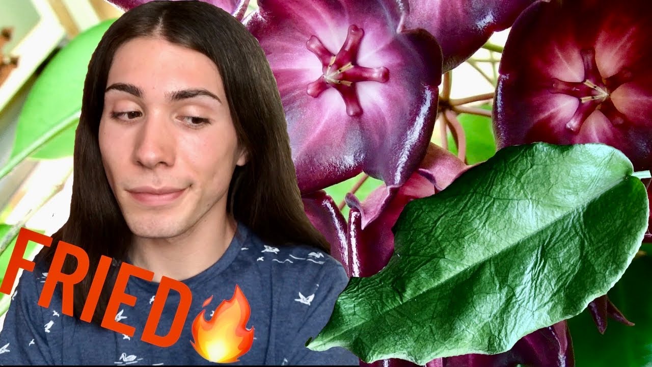 Распаковка и реабилитация Hoya Macgilivrayi + Sad Hoya Krimson Princess