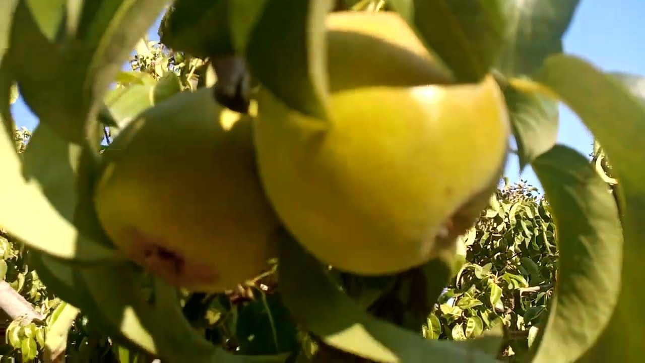 small yummy organic pears in California