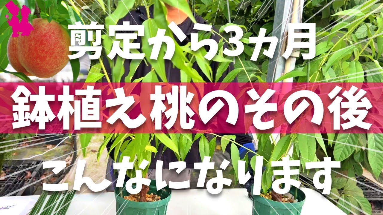 【購入から3ヵ月】桃の苗木を鉢で育て始めたらやるべき作業を農家が実演解説