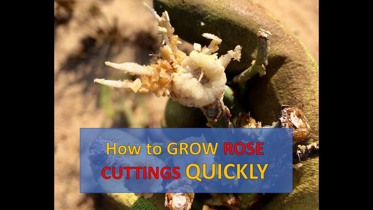 How To GROW ROSES From CUTTINGS QUICKLY: Most Effective Method