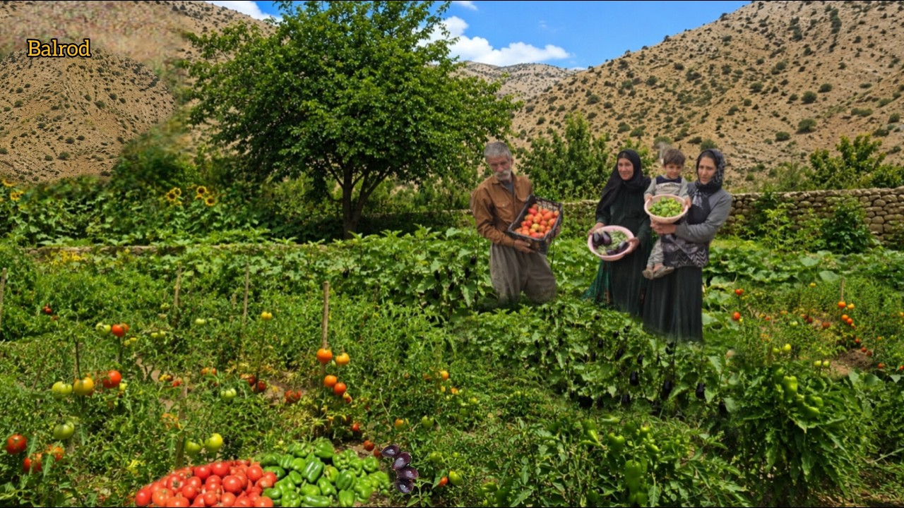 The secret to harvesting the green gold of the nomadic garden; an organic, fresh evening flavor