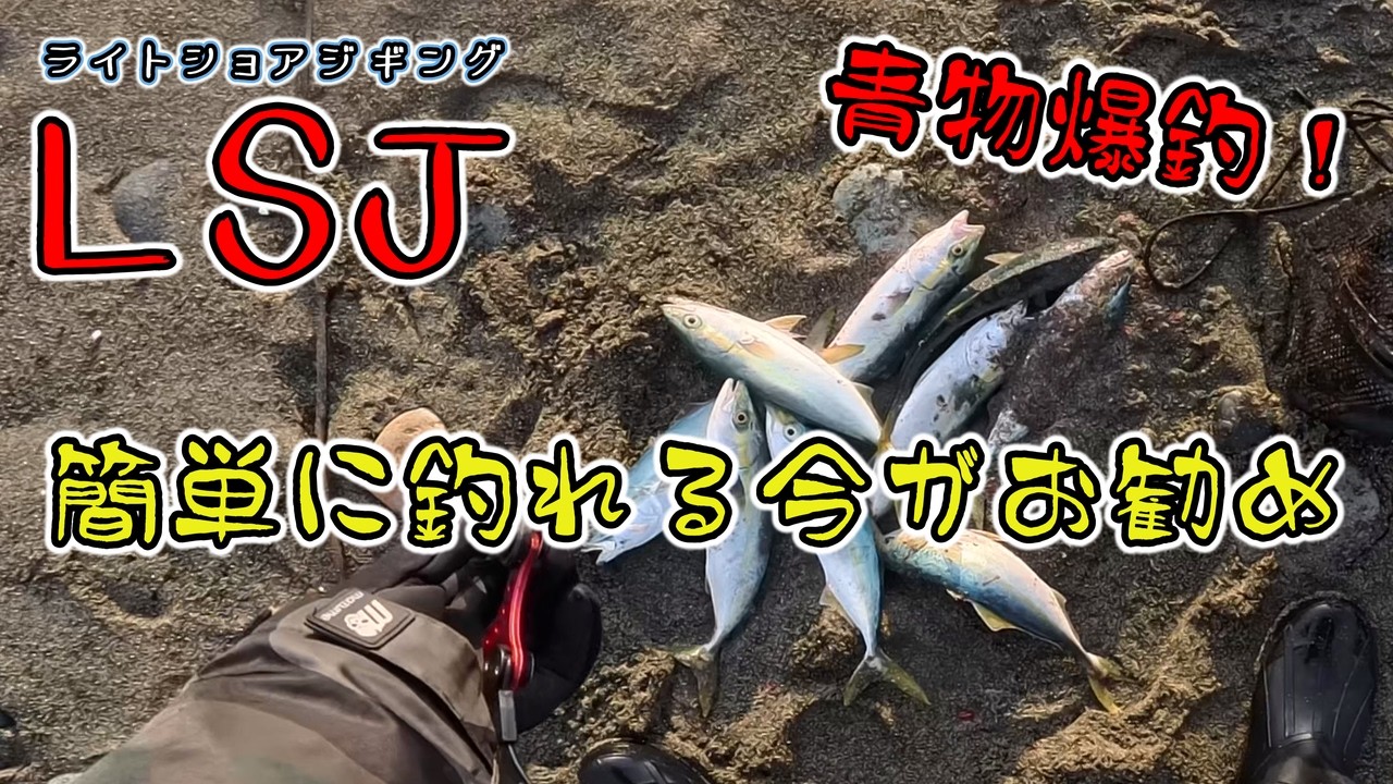 【青物】イワシが大量接岸していると聞いて【ショアジギング】