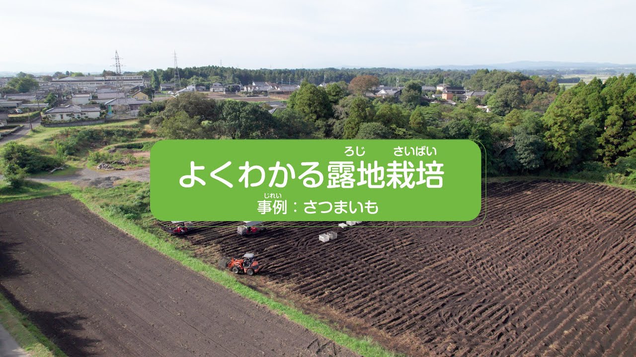 よくわかる露地栽培事例：さつまいも